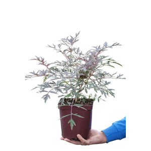 Sureau 'black lace' taille du pot - en p