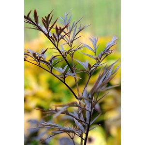 Sureau 'black lace' taille du pot - en p