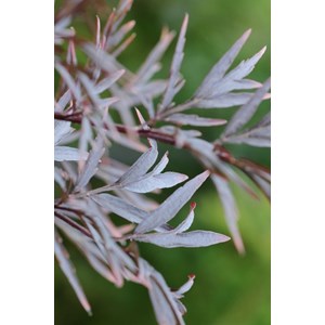 Sureau 'black lace' taille du pot - en p