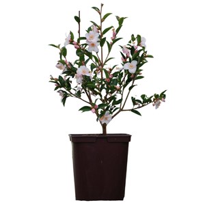 Camélia 'festival of lights' taille du