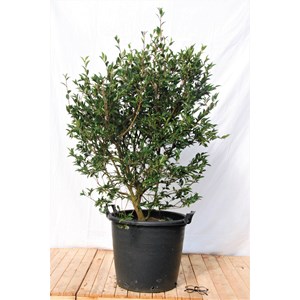 Camélia 'festival of lights' taille du