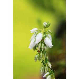 Bruyère cendrée 'alba major' taille du pot - en pot de 1 litre