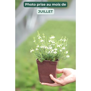 Bruyère cendrée 'alba major' taille du