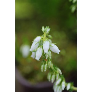 Bruyère cendrée 'alba major' taille du