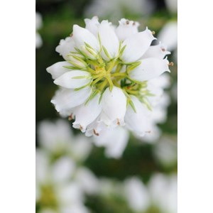 Bruyère cendrée 'alba major' taille du