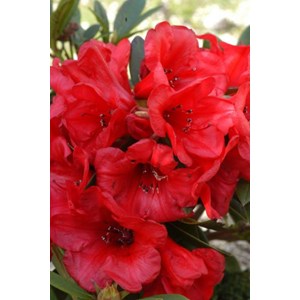 Rhododendron 'elizabeth' pourpre taille