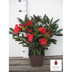 Rhododendron 'elizabeth' pourpre taille