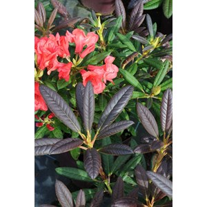 Rhododendron 'elizabeth' pourpre taille