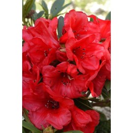 Rhododendron 'elizabeth' pourpre taille