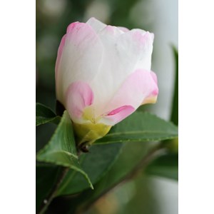 Camélia 'paradise venessa' taille du pot - en pot de 4 litres