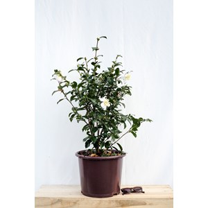 Camélia 'paradise venessa' taille du po