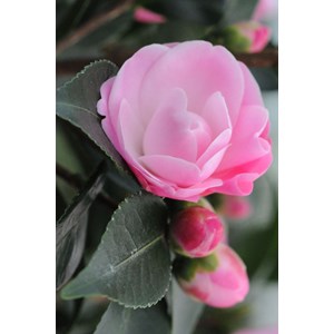 Camélia 'sweet jane' taille du pot - en pot de 1 litre