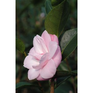 Camélia 'sweet jane' taille du pot - en