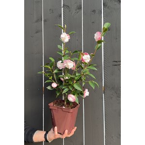 Camélia 'sweet jane' taille du pot - en pot de 1 litre