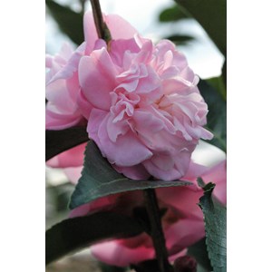 Camélia 'sweet jane' taille du pot - en