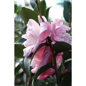 Camélia 'sweet jane' taille du pot - en