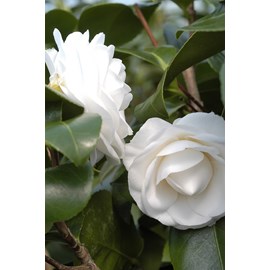 Camélia 'janet waterhouse ' taille du p