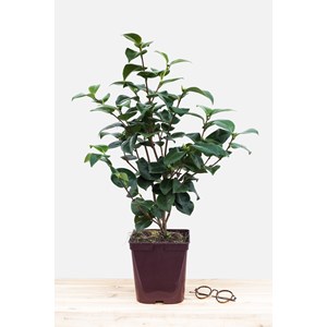 Camélia 'janet waterhouse ' taille du p