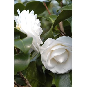 Camélia 'janet waterhouse ' taille du p