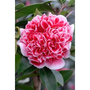 Camélia 'volunteer' taille du pot - en