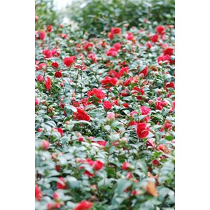 Camélia 'volunteer' taille du pot - en