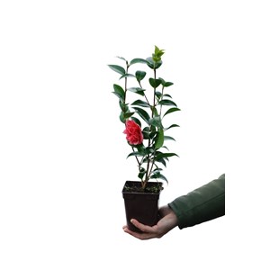 Camélia 'volunteer' taille du pot - en
