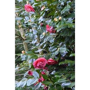 Camélia 'mrs r.l. Wheeler' taille du po