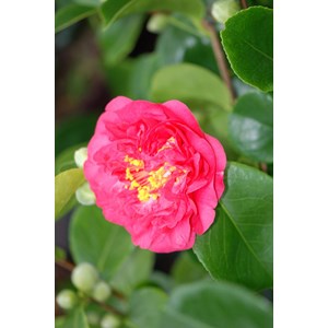 Camélia 'mrs r.l. Wheeler' taille du po