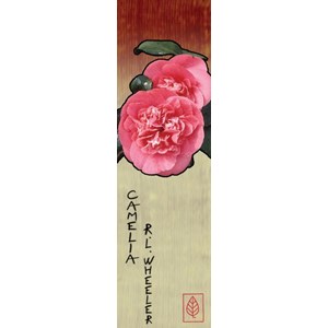 Camélia 'mrs r.l. Wheeler' taille du po