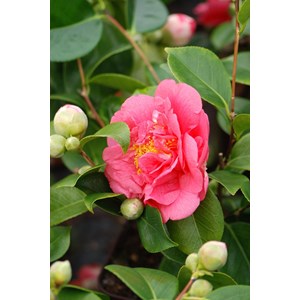 Camélia 'mrs r.l. Wheeler' taille du po