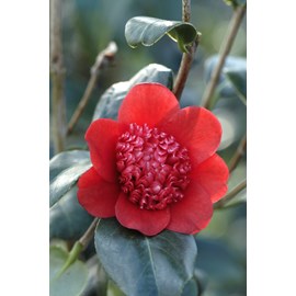 Camelia 'bob's tinsie' taille du pot - e