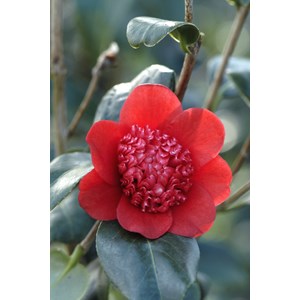 Camelia 'bob's tinsie' taille du pot - e
