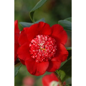 Camelia 'bob's tinsie' taille du pot - e