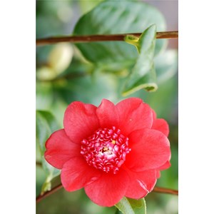 Camelia 'bob's tinsie' taille du pot - e