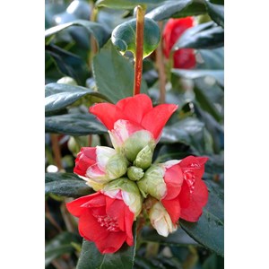 Camelia 'bob's tinsie' taille du pot - e