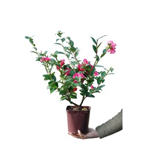 Camélia 'burgundy sparkline' taille du