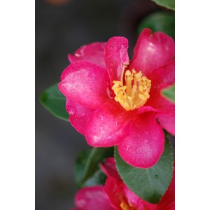 Camélia 'burgundy sparkline' taille du