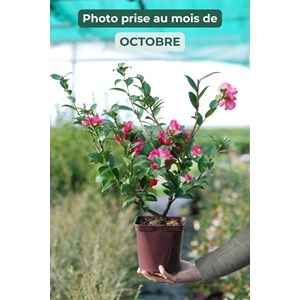 Camélia 'burgundy sparkline' taille du