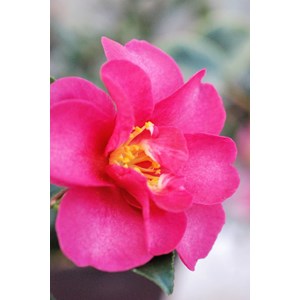 Camélia 'burgundy sparkline' taille du pot - en pot de 1 litre