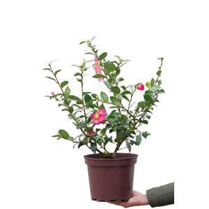 Camélia 'burgundy sparkline' taille du