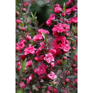 Leptospermum 'red damask' taille du pot - en pot de 3 litres