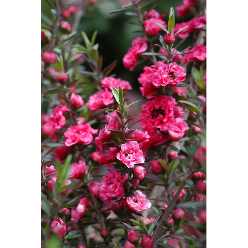 Roué Pépinières - Leptospermum 'red damask' taille du pot - en pot de 3 litres