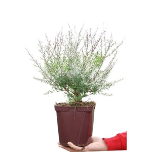 Leptospermum 'red damask' taille du pot