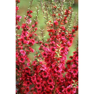 Leptospermum 'red damask' taille du pot