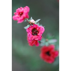Leptospermum 'red damask' taille du pot