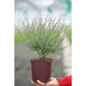 Leptospermum 'red damask' taille du pot - en pot de 3 litres