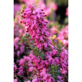 Bruyère d'hiver 'rosalie' taille du pot