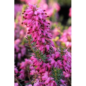 Bruyère d'hiver 'rosalie' taille du pot