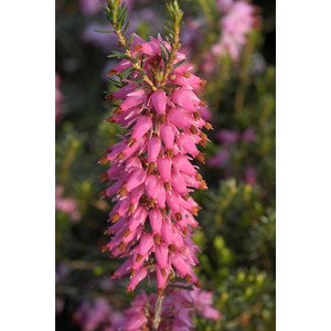 Bruyère d'hiver 'rosalie' taille du pot