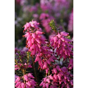 Bruyère d'hiver 'rosalie' taille du pot